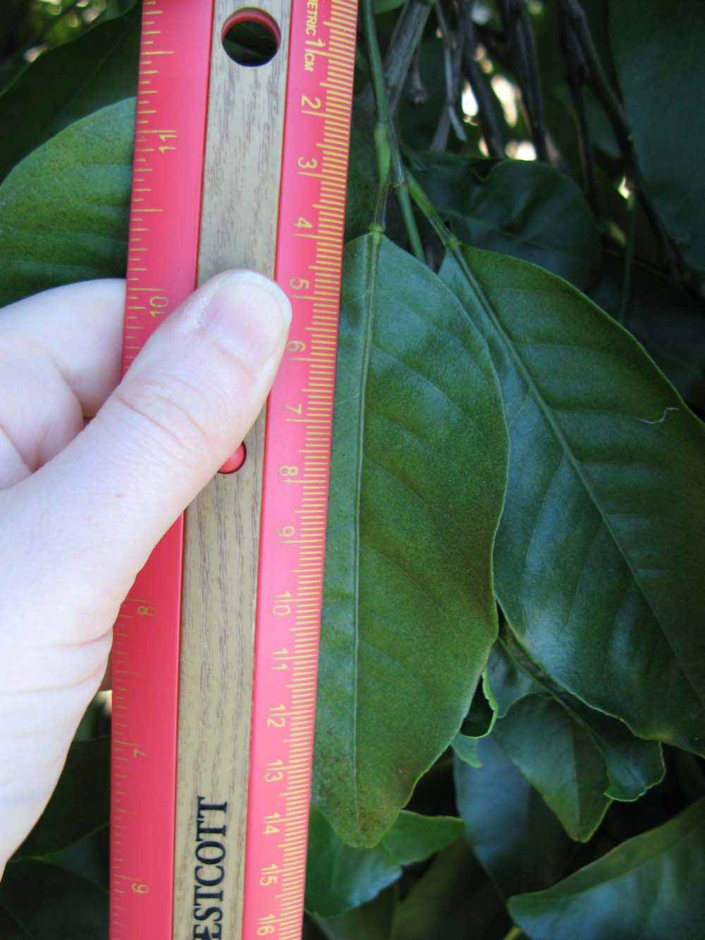              Unifoliolate leaf (Winter Haven, FL)       